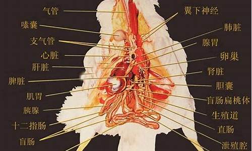 鸡前鼠后结同心打一生肖_鸡前狗后来相伴指什么生肖